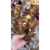 生姜出售13176070878