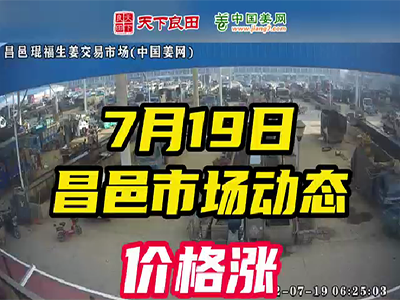 7月19日 昌邑生姜交易實況（漲2-3毛） (2747播放)