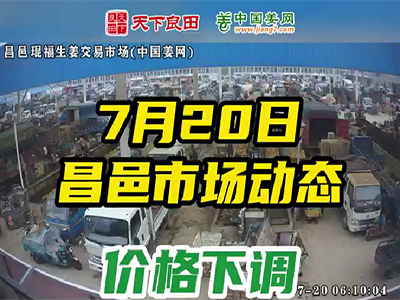 7月20日 昌邑生姜交易實況（掉2-3毛） (2608播放)