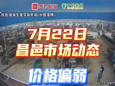 7月22日 昌邑生姜交易實況（價格偏弱） (2645播放)