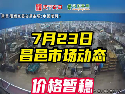 7月23日 昌邑生姜交易實況（價格平穩） (2612播放)