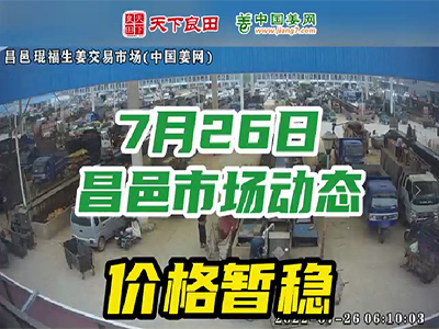 7月26日 昌邑生姜交易實況（價格暫穩） (2348播放)