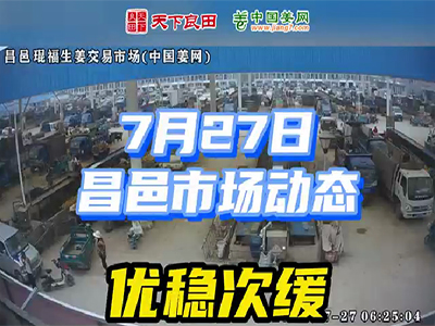 7月27日 昌邑生姜交易實況（穩中偏弱） (2517播放)