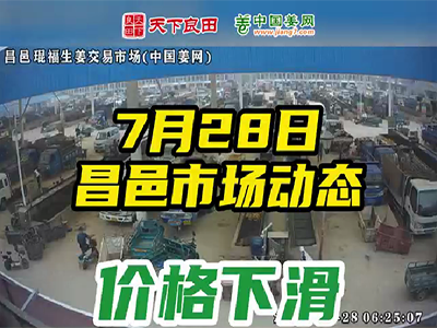 7月28日 昌邑生姜交易實況（價格下滑） (2632播放)