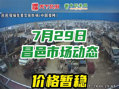 7月29日 昌邑生姜交易實況（價格暫穩） (2749播放)