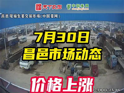7月30日 昌邑生姜交易實況（價格上漲） (2729播放)
