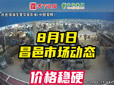8月1日 昌邑生姜交易實況（價格偏硬） (2451播放)