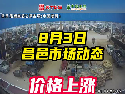 8月3日 昌邑生姜交易實況（價格上漲） (2644播放)