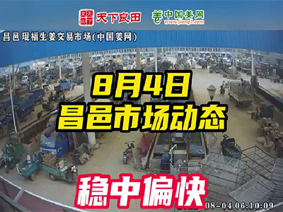 8月4日 昌邑生姜交易實況（價格上漲） (2409播放)