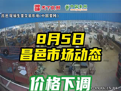8月5日 昌邑生姜交易實況（價格下跌） (2773播放)