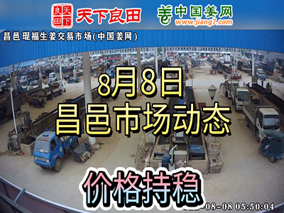 8月8日 昌邑生姜交易實況（價格平穩） (2769播放)