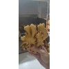 大量供應大黃姜小黃姜窖存庫存貨