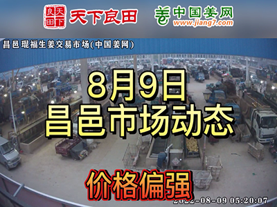 8月9日 昌邑生姜交易實況（價格偏強） (2426播放)