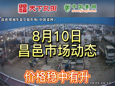 8月10日 昌邑生姜交易實況（穩中偏硬） (2572播放)