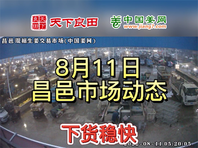 8月11日 昌邑生姜交易實況（下貨穩快） (2654播放)