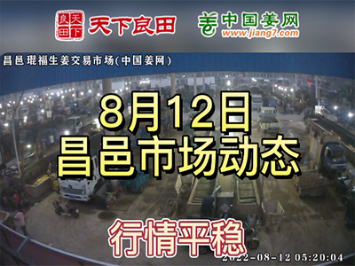 8月12日 昌邑生姜交易實況（價格平穩） (2453播放)