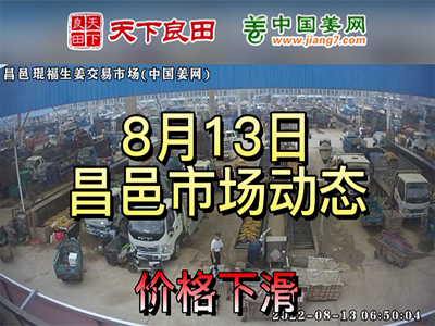 8月13日 昌邑生姜交易實況（價格下滑） (2844播放)