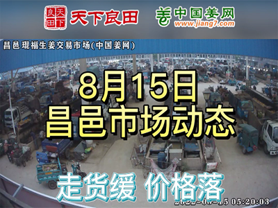 8月15日 昌邑生姜交易實況（價格下跌） (2456播放)
