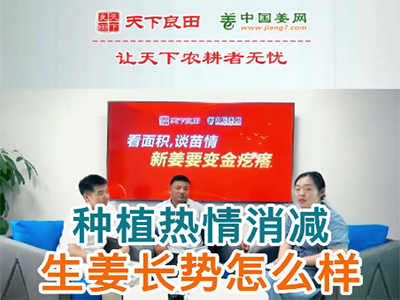 種植熱情消減生姜長勢怎么樣？ (152播放)