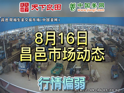 8月16日 昌邑生姜交易實況（價格偏弱） (2703播放)