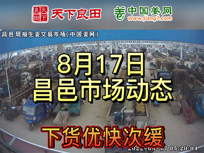 8月17日 昌邑生姜交易實況（價格上漲） (2510播放)