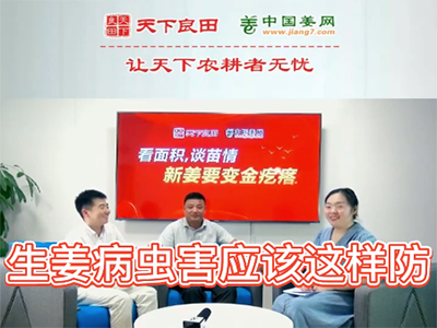 生姜病蟲害應該這樣防？ ()