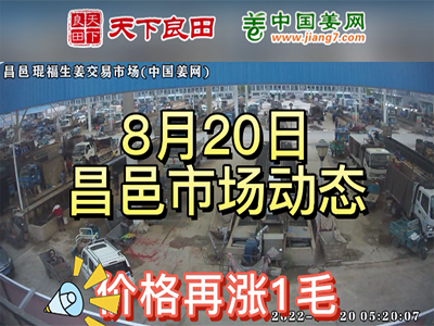 8月20日 昌邑生姜交易實況（價格繼續漲） (2638播放)
