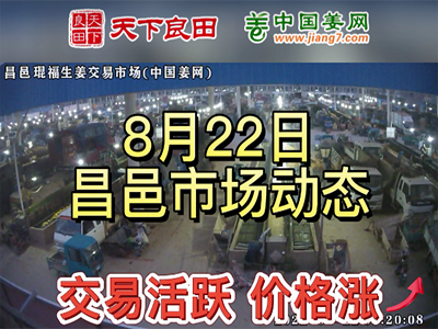 8月22日 昌邑生姜交易實況（價格上漲） (2528播放)