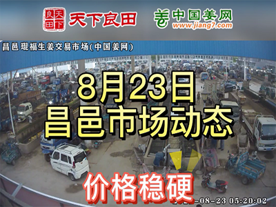 8月23日 昌邑生姜交易實況（價格偏硬） (2793播放)