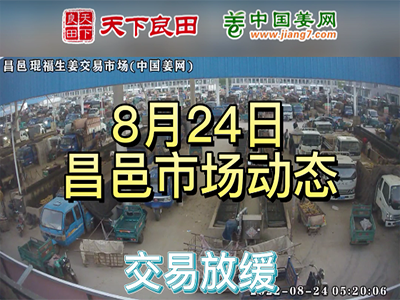 8月24日 昌邑生姜交易實況（價格偏弱） (2870播放)