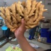 山東大黃姜小黃姜批發價格