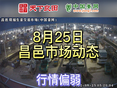 8月25日 昌邑生姜交易實況（價格偏弱） (2548播放)