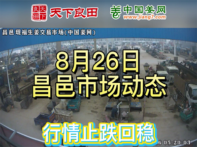 8月26日 昌邑生姜交易實況（止跌回穩） (2544播放)