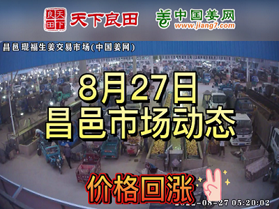8月27日 昌邑生姜交易實況（價格回漲） (2565播放)
