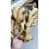 山東臨沂大姜小黃姜常年大量供應貨源充足產地直銷