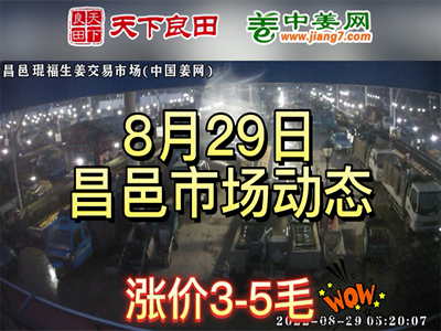 8月29日 昌邑生姜交易實況（價格暴漲） (2936播放)