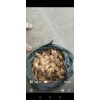 沂水庫姜40萬斤出售