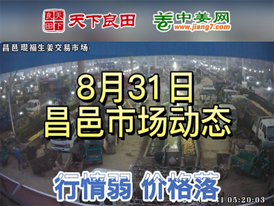 8月31日 昌邑生姜交易實況（價格下跌） (2998播放)