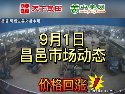 9月1日 昌邑生姜交易實況（姜價“回馬槍”） (2981播放)