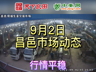9月2日 昌邑生姜交易實況（價格平穩） (2612播放)