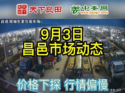9月3日 昌邑生姜交易實況（價格下探） (2626播放)