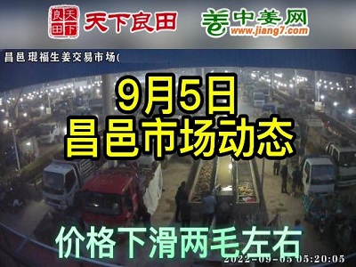 9月5日 昌邑生姜交易實況（價格下滑2毛） (2635播放)