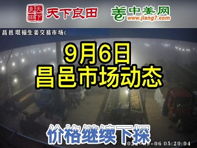9月6日 昌邑生姜交易實況（價格繼續(xù)下滑） (2637播放)