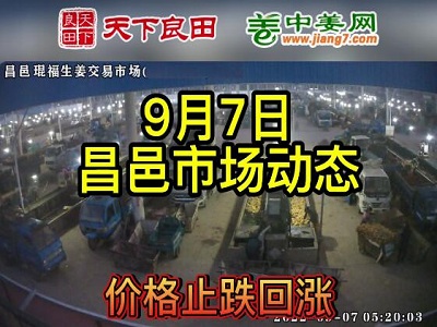 9月7日 昌邑生姜交易實況（止跌回漲） (2639播放)