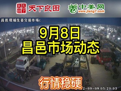 9月8日 昌邑生姜交易實況（價格穩(wěn)硬） (2657播放)