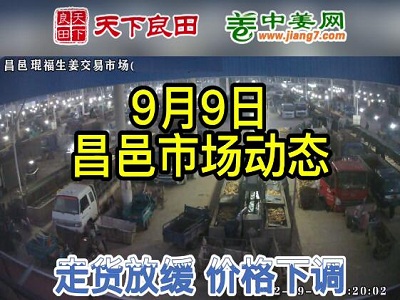 9月9日 昌邑生姜交易實況（價格下調） (2645播放)