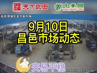 9月10日 昌邑生姜交易實況（價格平穩(wěn)） (2665播放)