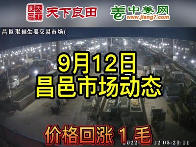 9月12日 昌邑生姜交易實況（漲價1毛） (3041播放)