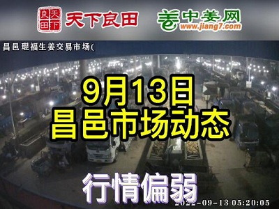 9月13日 昌邑生姜交易實況（價格偏弱） (2718播放)