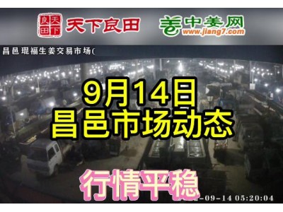 9月14日 昌邑生姜交易實況（價格平穩(wěn)） (2675播放)